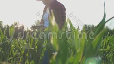 女农民带平板显示器农作物，玉米地，日落，慢动作视频..